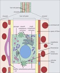 Most of the liver's mass is located on the right side of the body where it descends inferiorly toward the right kidney. Liver Basicmedical Key