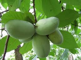 2009 pawpaw cultivars and grafted tree sources *. Paw Paw Wine Or Mead Recipe Winemaking