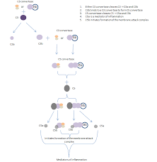 Image result for Complement Pathway