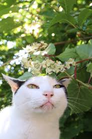 ちびず おしゃれまとめの人気アイデア pinterest lisa jacob 可愛すぎる動物 かご猫 動物 かわいい