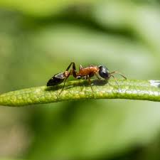 A historia da guerra das formiga. Formiga Dedetizadora Belo Horizonte Ddtiza