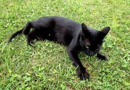 Black Thunder Cat Animals Black Thunder Cats