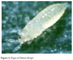 Image result for Onion Thrips