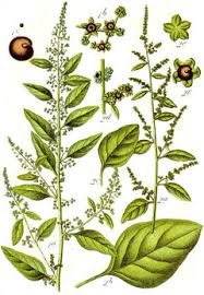 Image result for Chenopodium opulifolium