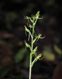 Image result for Habenaria arenaria