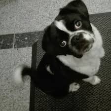 Retro mops sucht neues zuhause hallo, ich bin einer süßer und verspielter retro mops welpe (rüde). Lieber Welpe Sucht Neues Zuhause Mops Beagle Mops