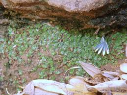 Image result for Actiniopteris semiflabellata