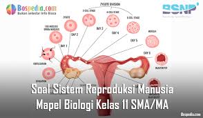 Administrasi akidah akhlak aplikasi bahasa indonesia bahasa inggris berita biologi ipa juknis kelas 1 kelas 10 kelas 11 kelas 12 kelas 4 kelas 5 matematika pai penjaskes pkn pkwu prakarya rpp sd silabus sma smk. Lengkap Soal Sistem Reproduksi Manusia Mapel Biologi Kelas 11 Sma Ma Bospedia