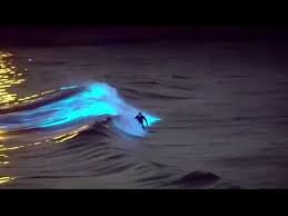 Here is a picture taken at the lagoon entrance to torrey pines looking out at the breakers. A Huge Red Tide Is Bringing A Spectacular Display Of Bioluminescence To Socal Beaches Secret Nyc