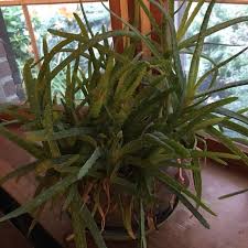 You can divide aloe vera plants at any time during the year, but you must wait until the pups are mature enough to be removed. Other Aloe Vera Pup Babies Poshmark