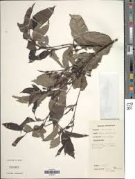 Image result for Aidia micrantha