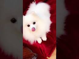 للبيع كلب زينة نوع بمورنيان شبيتس youtube