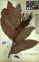 Image result for Lepisanthes senegalensis