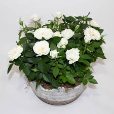 Small flowering indoor plants uk. Small House Plants Archives Buy Flowers In London Buy Flowers Bouquets In Uk
