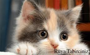 Ruyada Kedi Gormek Ruyada Kedi Gormek Ne Demek Ruya Tabirciniz