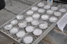 USE OF ELECTROMAGNETIC RADIATION & ELECTROPORATION AS EXTERNAL NON-INVASIVE  STIMULANTS FOR SEED GERMINATION