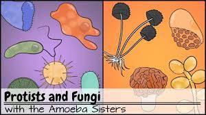 Protists And Fungi Youtube Protists Fungi Biology Notes
