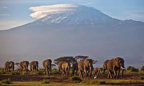 Танзания, объединенная республика танзания, государство в восточной африке. Tanzania Elephant Population Declined By 60 In Five Years Census Reveals Illegal Wildlife Trade The Guardian