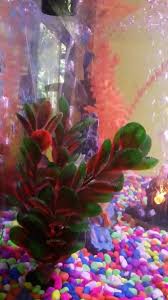 Lucky Aquarium Home Facebook