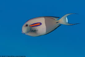 Orangeband Surgeonfish 2