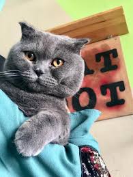 Check spelling or type a new query. Pet Hotel Home Pet Boarding In Kota Bharu Kelantan Kampung Padang Enggang Catdot Hotel Kucing Petbacker Kelantan