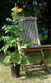 There are 151 vine for shade for sale on etsy, and they cost £51.80 on average. Trumpet Vine Indian Summer Order Online