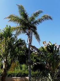 Image result for Syagrus