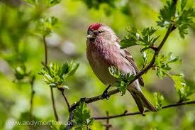 Birds That Start With Letter I 10 Charming Animals Whose Names Begin With The Letter R Animals Letter R My Images