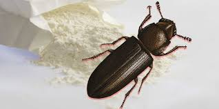 what are flour bugs and should i be