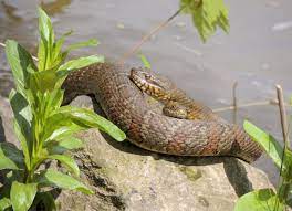 Northern Water Snakes Bucks County Pa April 2017 Bucks County Scenic Wildlife