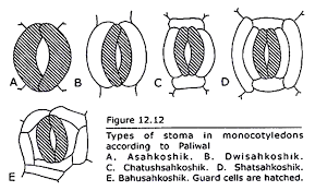 Image result for Stomatanthes sp.no.1