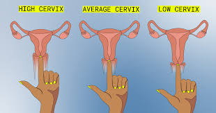 Image result for cervix position