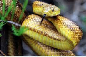 Coma) by monstercat from desktop or your mobile device. Use Python To Program The Dice Game Snake Eyes By Tracyrenee Python In Plain English