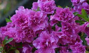 Azalea Flowers Limp Best Flower Wallpaper