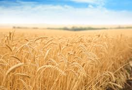 La grâu fermierul a cultivat pentru grâu de consum exclusiv soiul glosa. Pregatirea Patului Germinativ Si Rotatia Culturii Pentru Productia De Grau Stiriagricole Ro