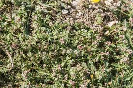 Image result for Corrigiola