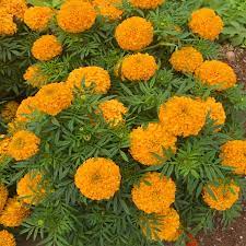 This domain is for sale. Bulk Hot Sale Hybrid F1 Marigold Seeds For Planting For Pot Flower Or Landscape High Germination Buy Marigold Seeds Mexican Marigold Seeds Marigold Seed Germination Product On Alibaba Com
