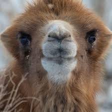 Image result for camel