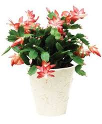 It's important to allow the soil to dry out in order to prevent it to become sour. 27 Best Zygo Cactus Images Cactus Christmas Cactus Plants
