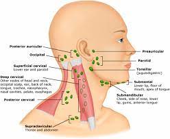 Posterior cervical nodes are behind sternomastoid and in front of trapezius. Lymphadenopathy American Academy Of Pediatrics