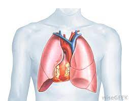 What Is The Cardiorespiratory System With Pictures