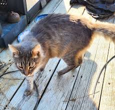 Austin Lost and Found Pets