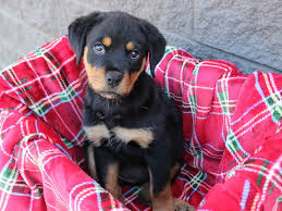 Hover your mouse over the photos below to enlarge. Rottweiler Puppies Petland Montgomery
