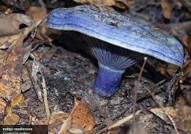 Image result for Indigofera ischnoclada