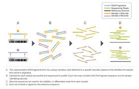Maybe you would like to learn more about one of these? Sample Multiplexing Multiplex Sequencing With Indexes