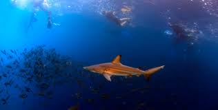 Swim With Galápagos Sharks: What It's Really Like