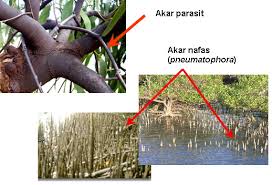 Akar tunjang, yakni akar yang tumbuhnya dari bagian akar bawah ke segala arah. Kuliah Botani Morfologi Akar Thehoneybee19 S Blog