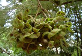 Image result for Dichrostachys