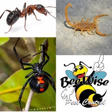 Las vegas north las vegas henderson green valley spanish trails mountains edge anthem summerlin nv. Pest Control Gift Cards Certificates In Henderson Nv Giftrocket