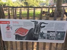 Ein toller und vor allem verdienter erfolg! Archie Rhind Tutt On Twitter With Just 24 Days Until Koln Gladbach Aka The Big One I Can Report That Hennes Has A Black And White Partner They Mounted Each Other Once Derby Prediction